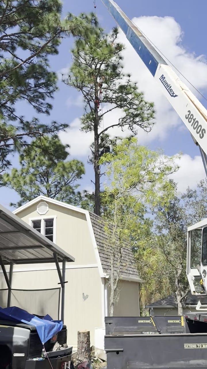 Crane-Assisted Tree Removal