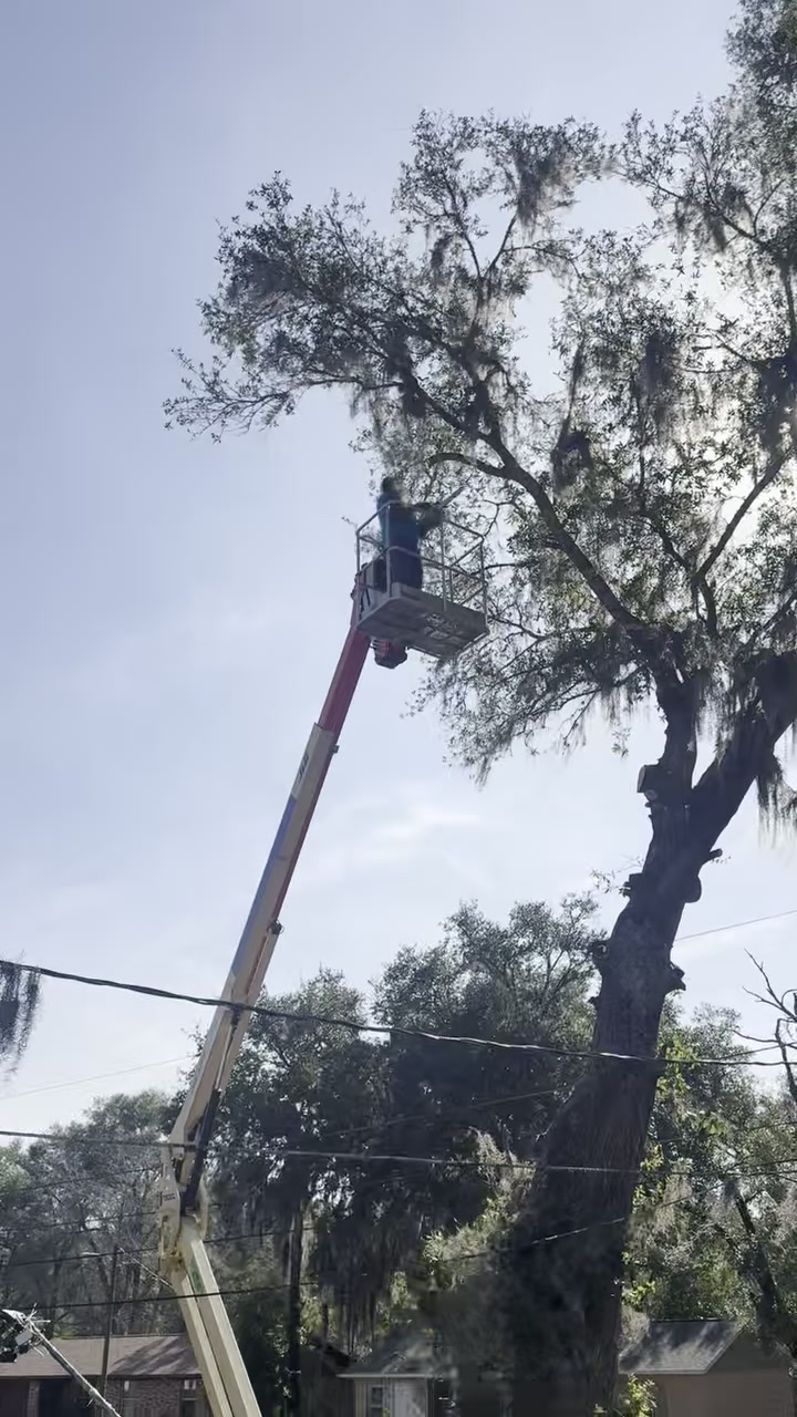 A boom-lift bucket raised into a moss-draped live oak for pruning.