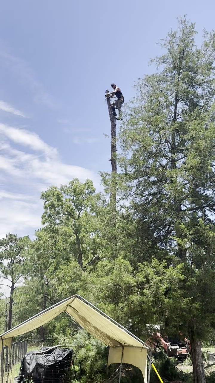 A climber with a chainsaw topping a tall pine.
